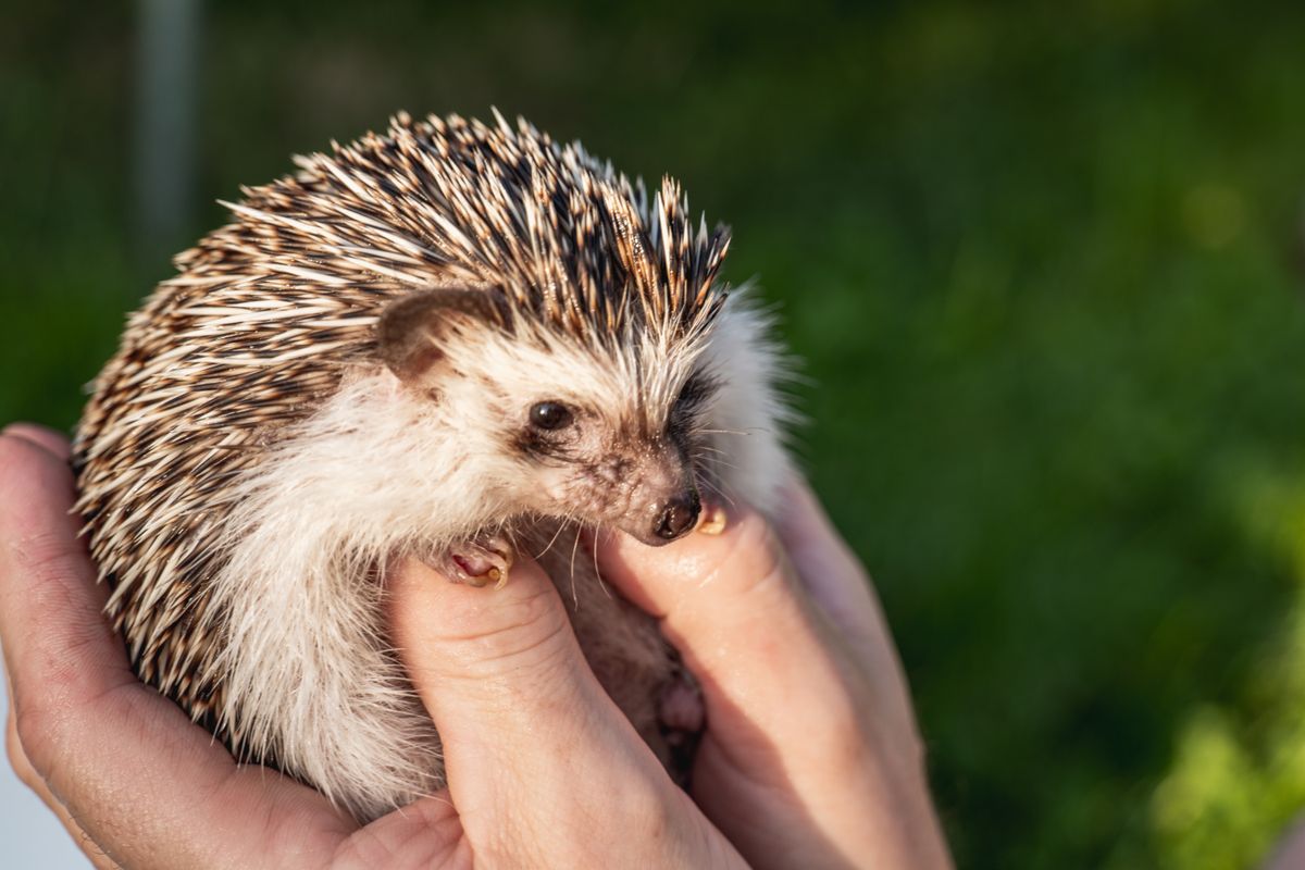 Hedgehog,Muzzle,Close-up.prickly,Pet.african,Pygmy,Hedgehog,In,Male,Hands.,Communication