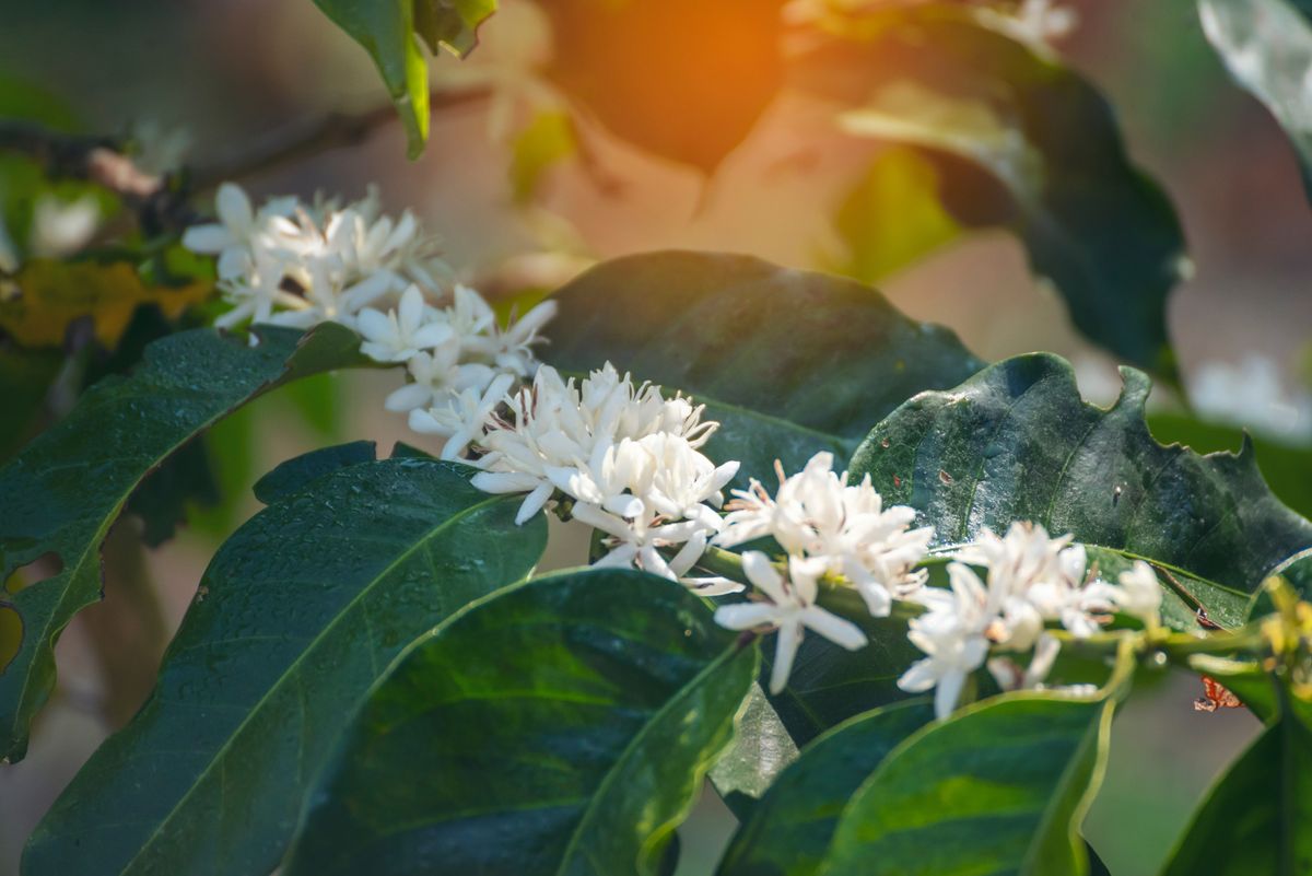 Coffee,Flower,Tree,Green,Nature,White,Color,Blossom.,White,Flower