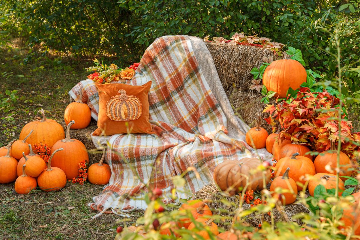 Beautiful,Autumn,Location,With,Pumpkins,,Halloween,,Close-up