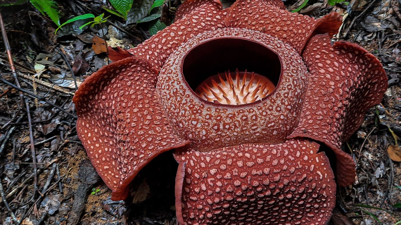 Behold,The,Majestic,Rafflesia,Arnoldi,,The,World's,Largest,Flower,,Blooming