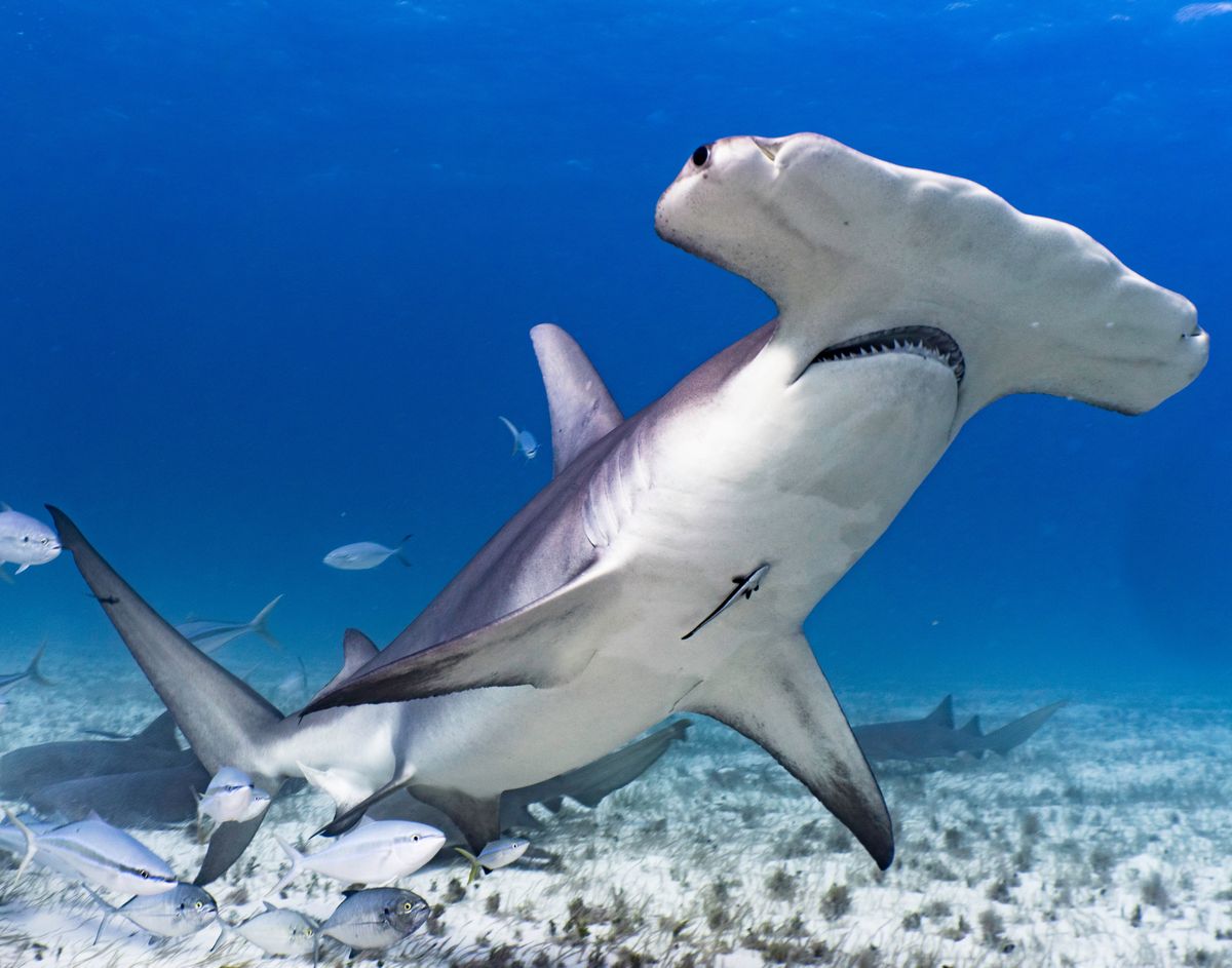 Hammerhead,Shark,In,Bimini,Bahamas, pörölycápa, cápatámadás