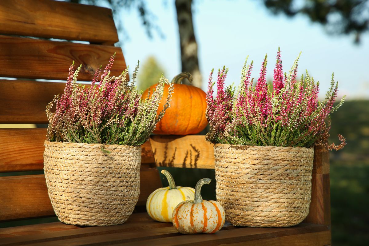 Beautiful,Heather,Flowers,In,Pots,And,Pumpkins,On,Wooden,Bench