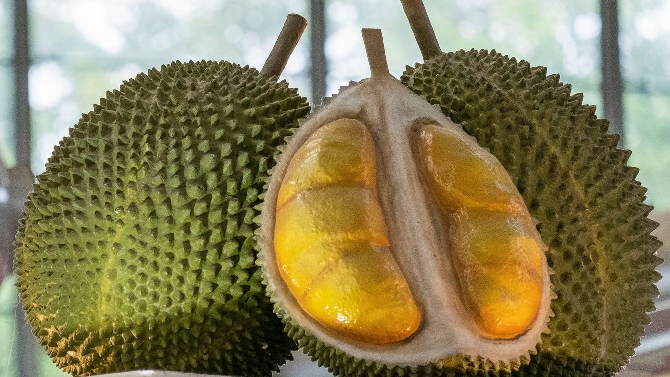 A,Decoration,Of,Durian,The,King,Of,Fruit
Durian