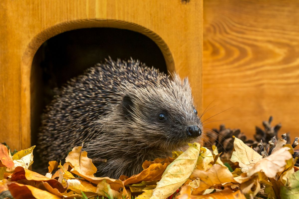 Hedgehog,,(scientific,Name:,Erinaceus,Europaeus),Native,,Wild,European,Hedgehog,In