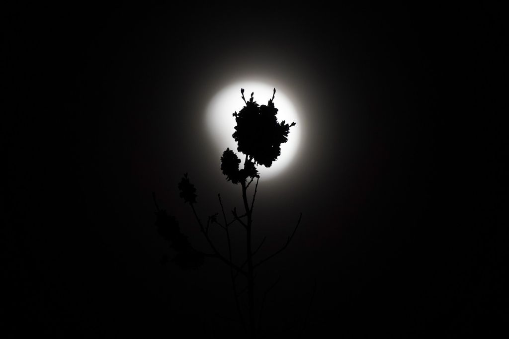 Chile Lunar Eclipse
/September 17, 2024, Santiago, Metropolitana, Chile: The supermoon, with partial eclipse, illuminates a flower in Santiago, Chile.