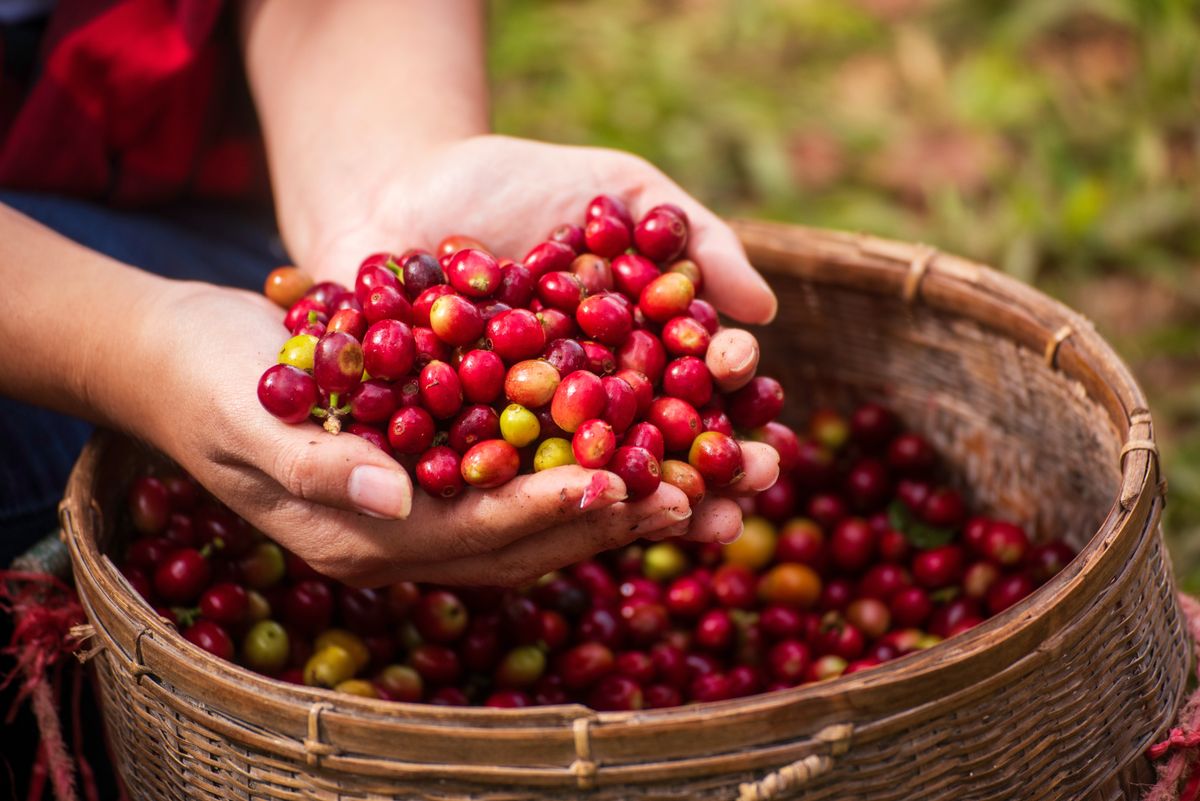 Close,Up,Hands,Harvest,Red,Seed,In,Basket,Robusta,Arabica, kávé