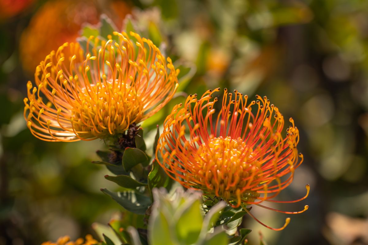 Close-up,Of,Leucospermum,Cordifolium,Flowers,(pin,Cushion,South,African,Protea)