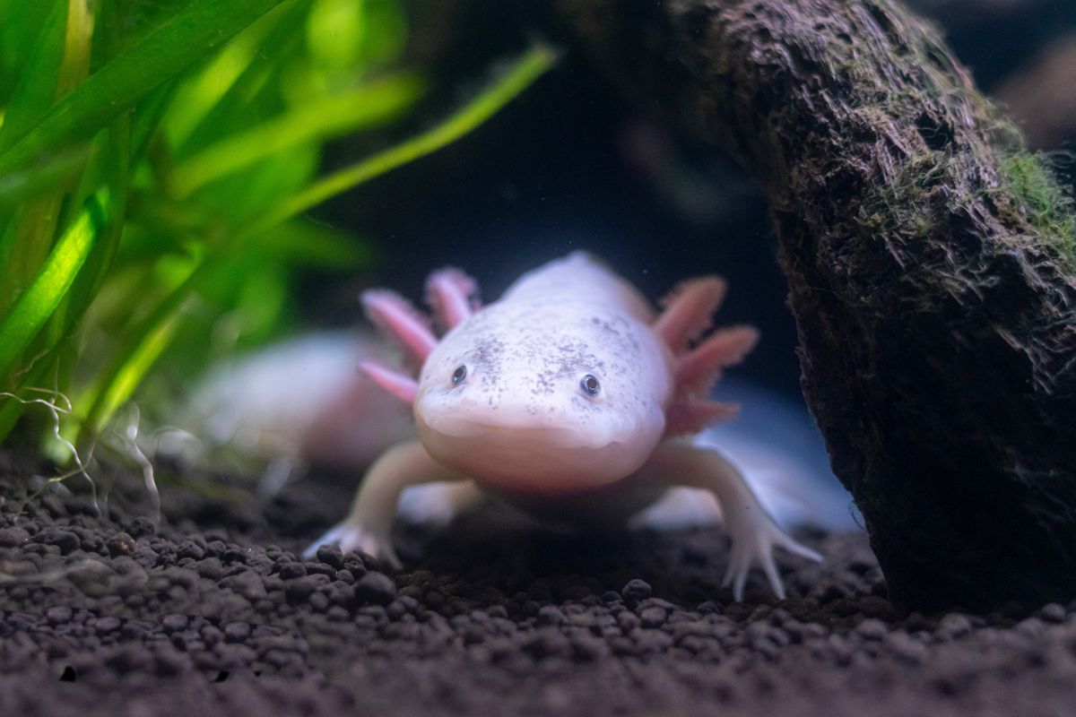 Mexikói axolotl