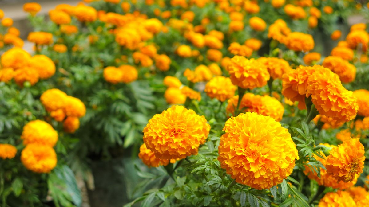 Tagetes,Erecta,,Known,As,African,Marigold,Or,Big,Marigold.,Garden