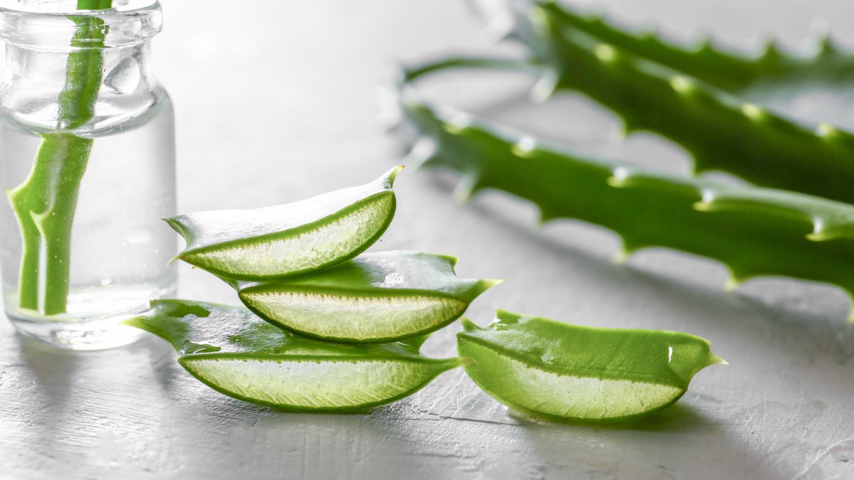 aloe vera, hajápolás, haj, hajnövekedés