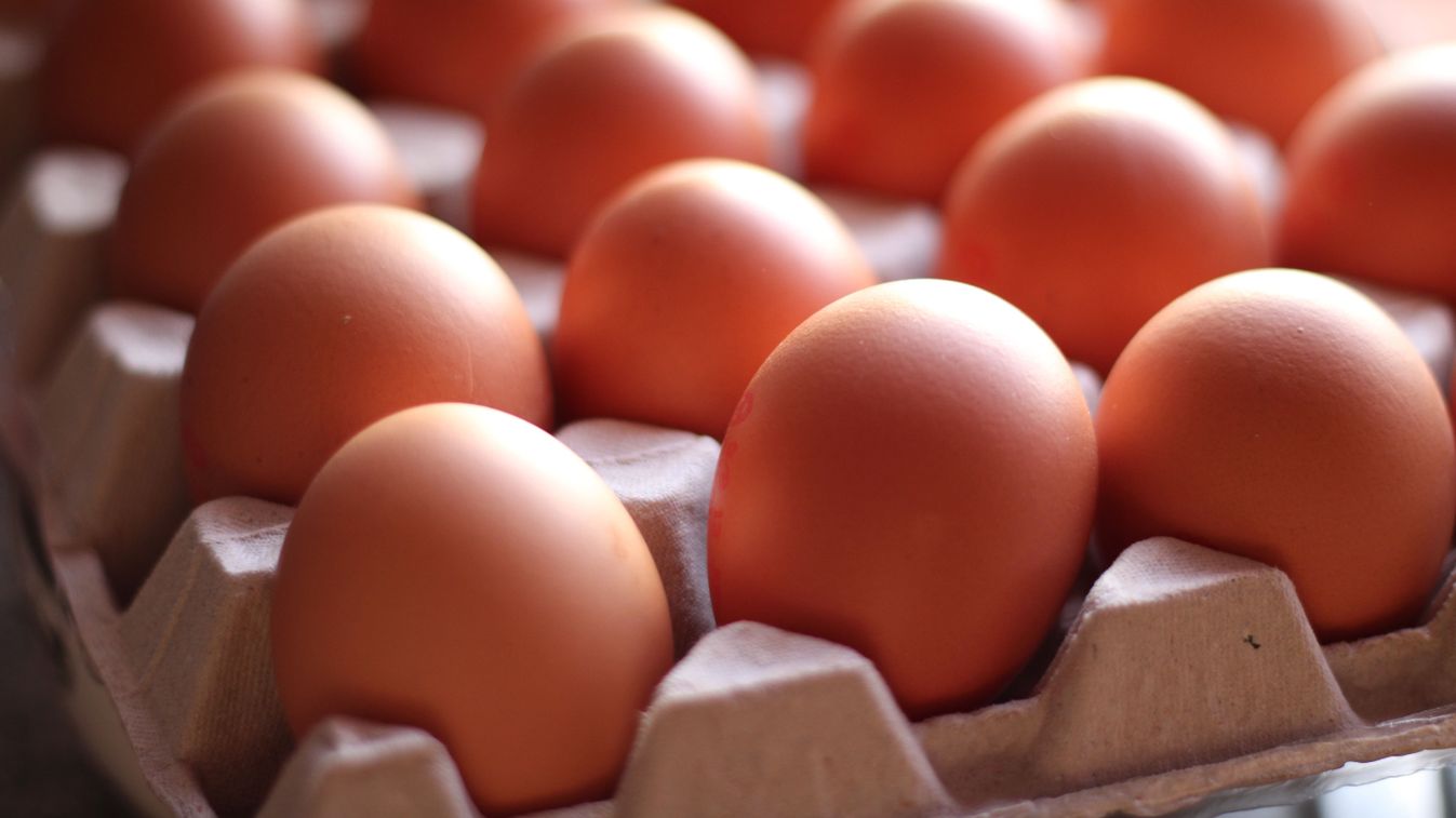 Organic,Brown,Eggs,In,Tray,Or,Egg,Box.,Poultry,Chicken