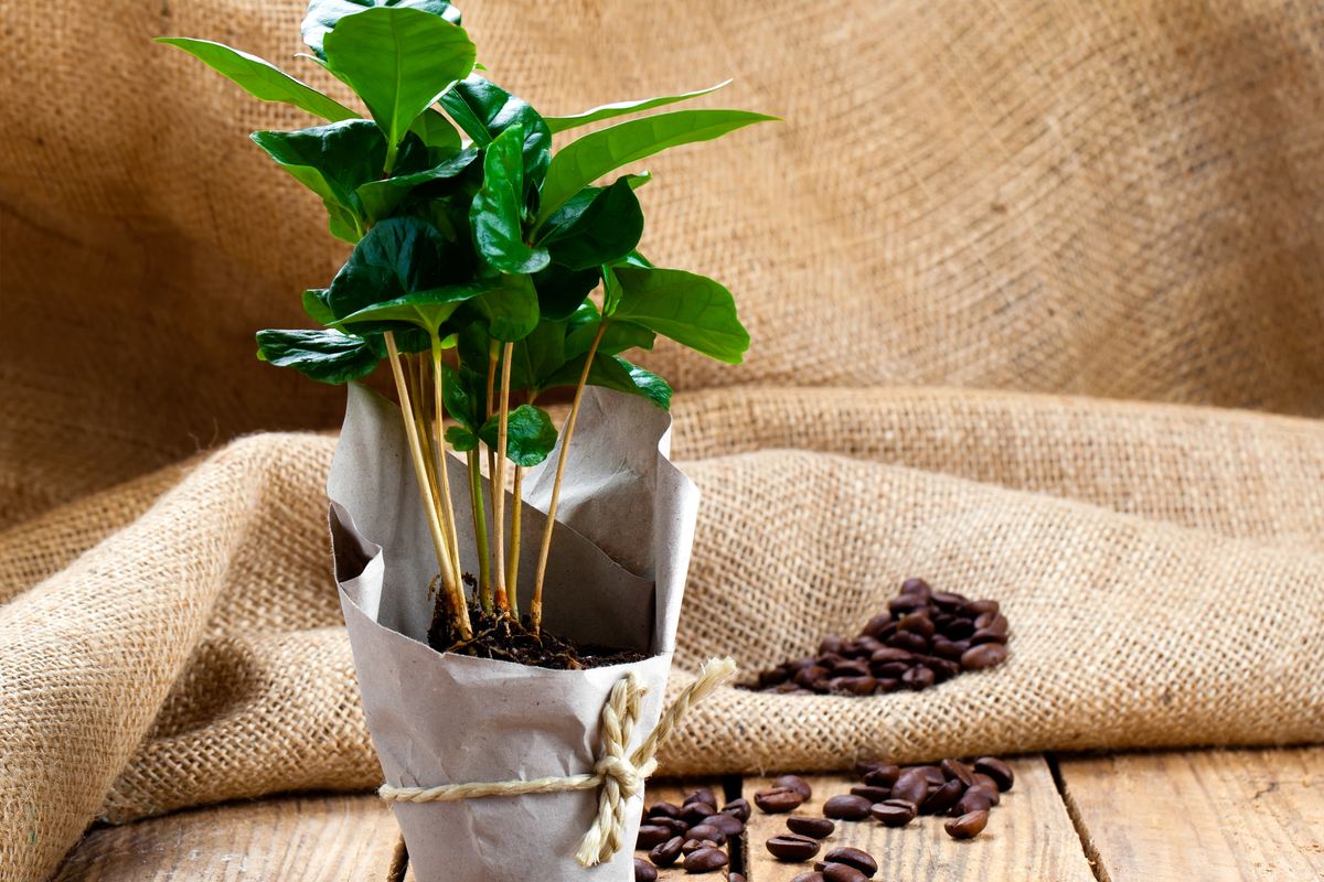 Coffee,Plant,Tree,In,Paper,Packaging,On,Sackcloth,,Wooden,Background