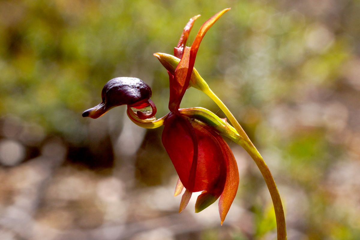 Remarkable,Orchid,Flower,Of,Caleana,Major,,The,Large,Flying,Duck