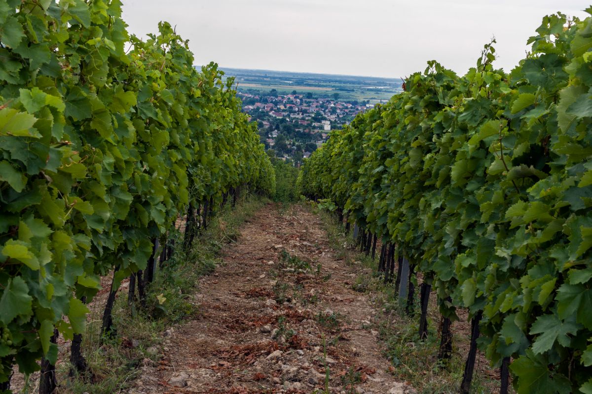 A view of the vineyards on the hill at the Tarcal village. szőlő, borvidék