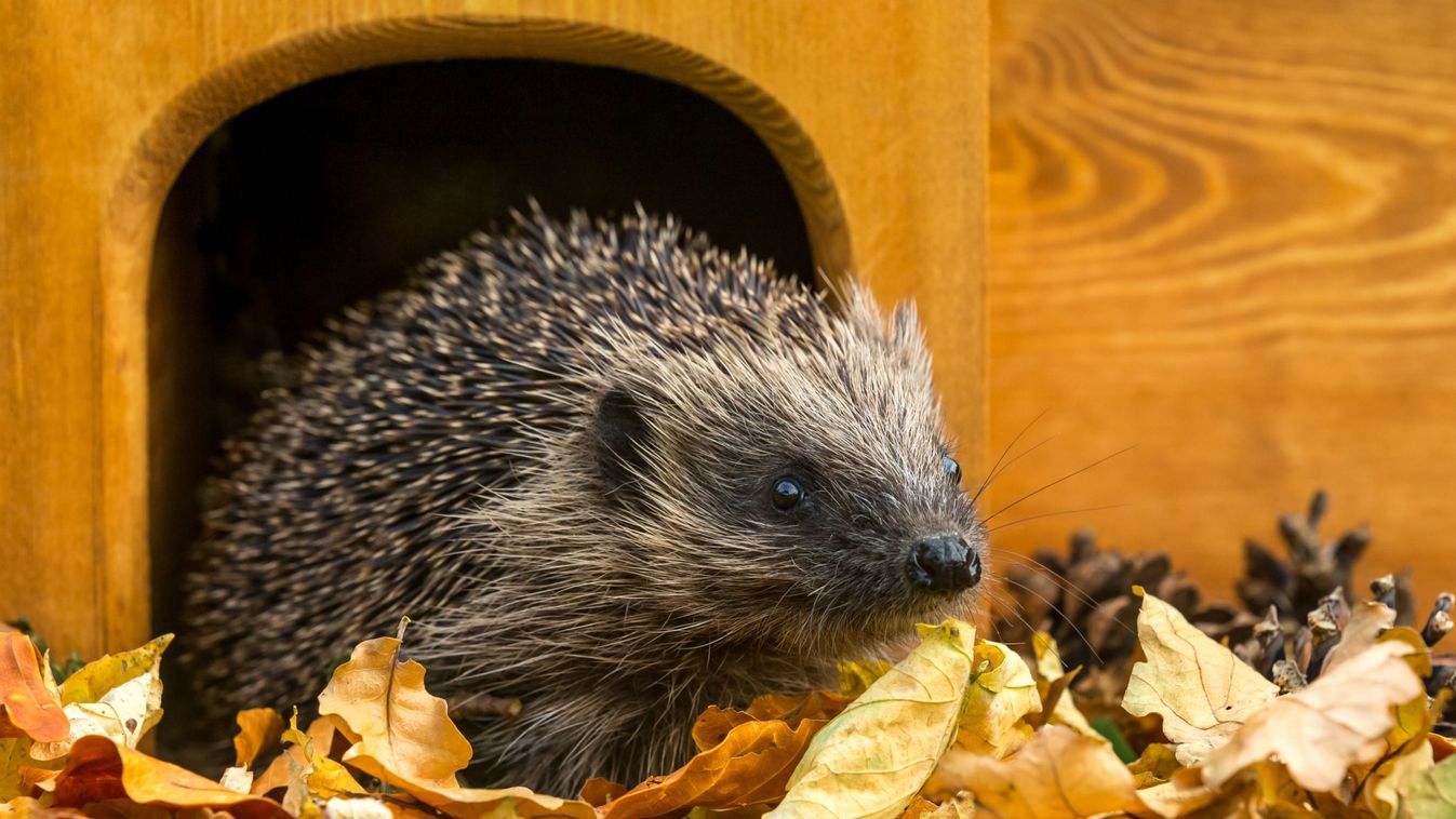 Hedgehog,,(scientific,Name:,Erinaceus,Europaeus),Native,,Wild,European,Hedgehog,In