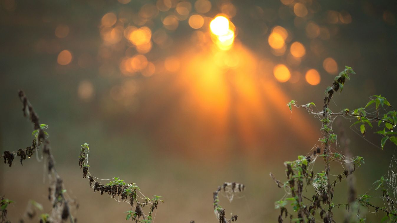 Autumn,Morning,In,The,Meadow,,Indian,Summer.