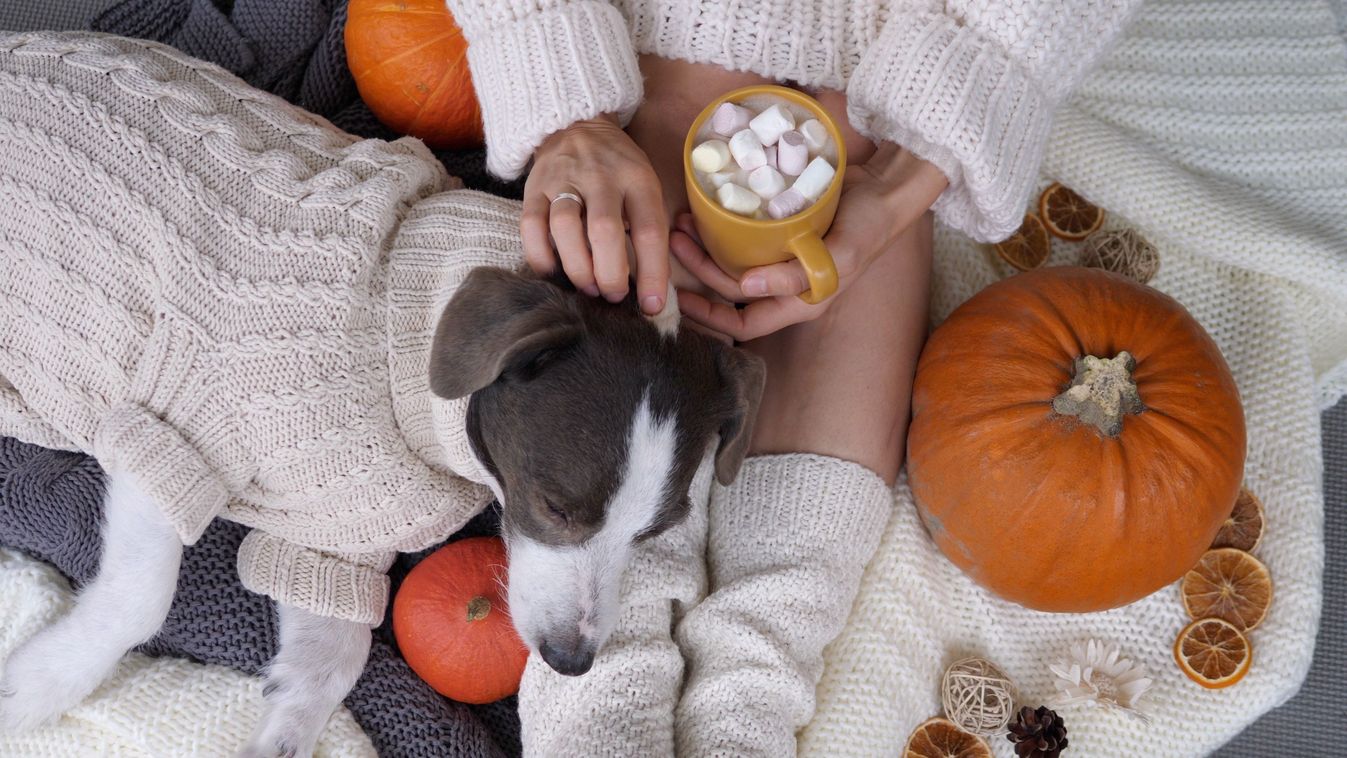 Woman,And,Her,Dog,Wearing,Knit,Socks,And,Sweater,Having