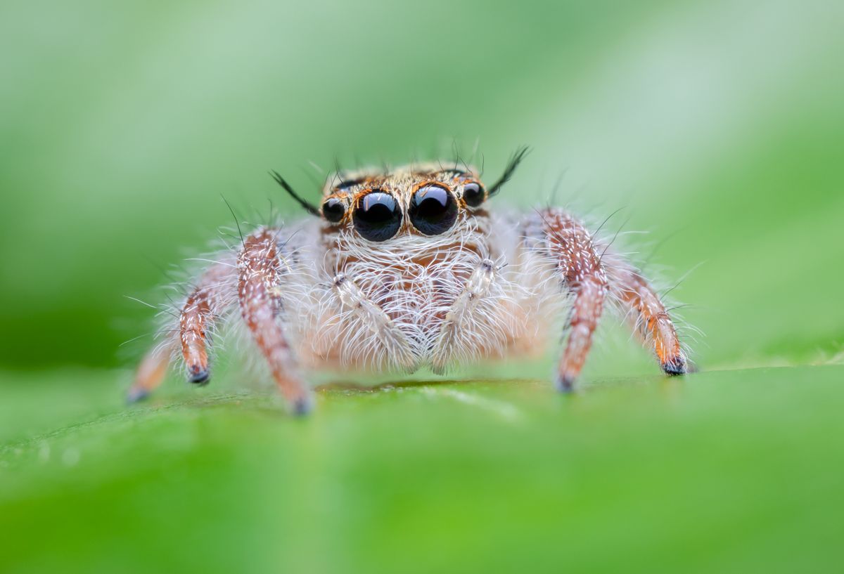 Super,Macro,Jumping,Spider,,Hyllus,Diardi,,Woman,Jumping,On,Green