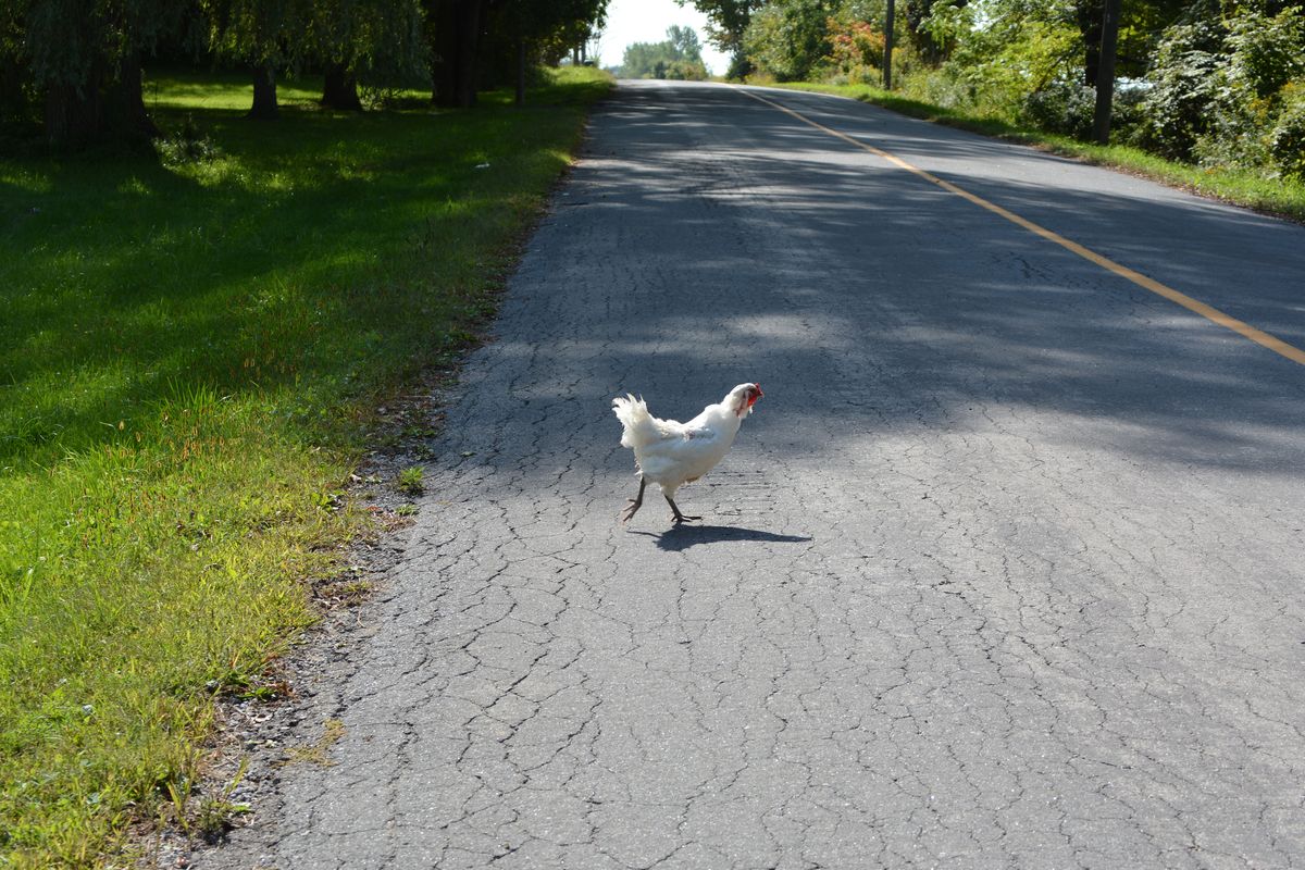 Chicken,Crossing,A,Country,Road