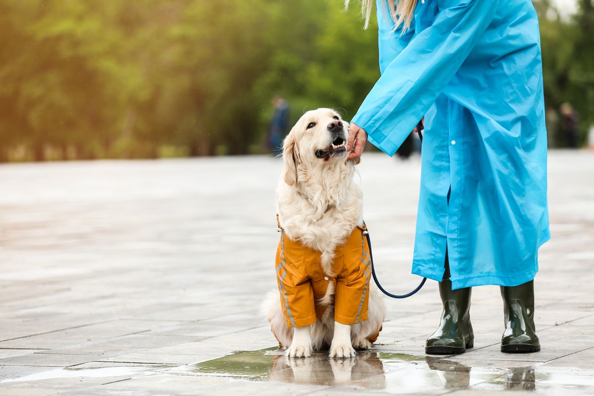 Funny,Dog,And,Owner,In,Raincoats,Walking,Outdoors