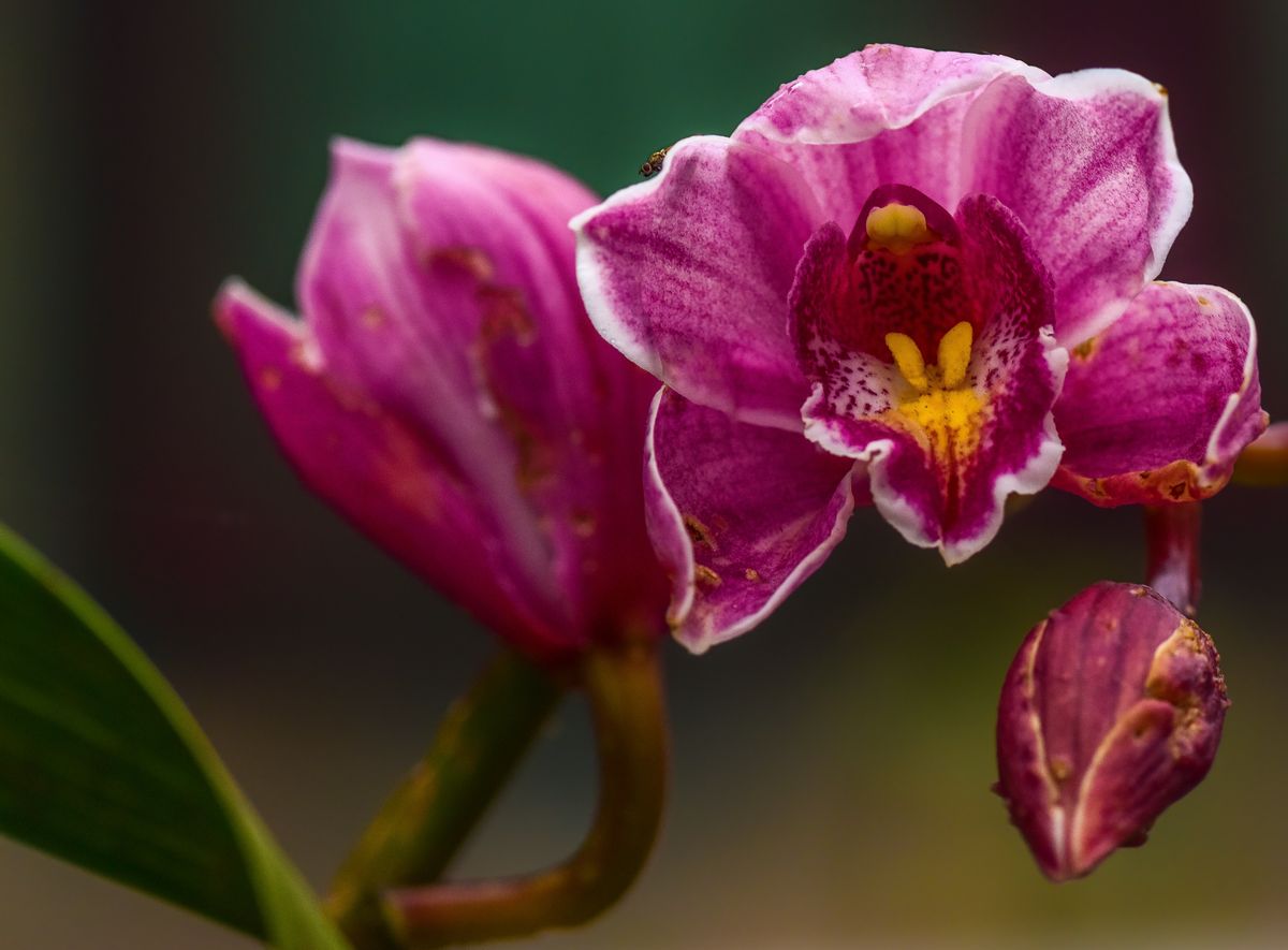 orchidea