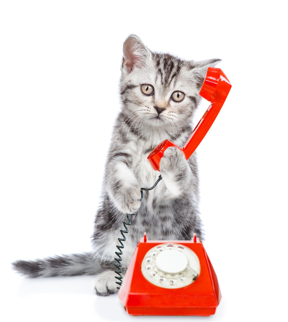 Funny,Kitten,Uses,A,Retro,Phone,Or,Telephone.,Isolated,On, macska, telefon