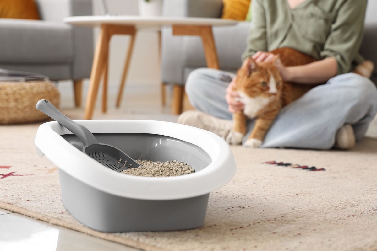 Litter,Box,On,Carpet,And,Woman,With,Cat,At,Home,