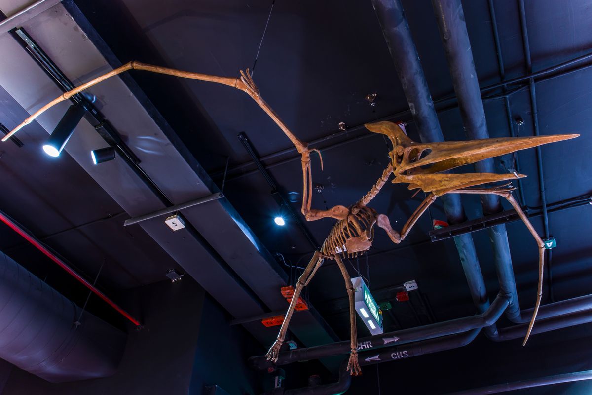 Lampang,,Thailand,-,Sep,10,,2019:,A,Fossil,Of,Pteranodon