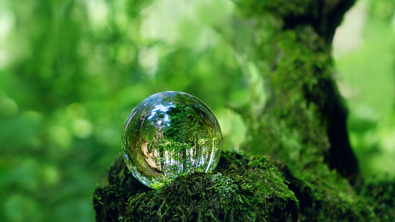 Crystal,Ball,On,Mossy,Tree,Stump,In,Forest,,Abstract,Natural