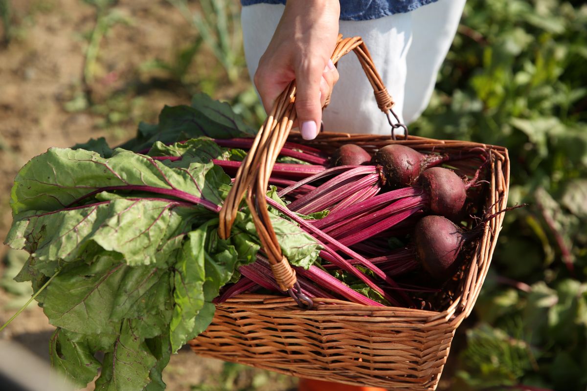 Woman,With,Freshly,Harvested,Beetroots,Outdoors,,Closeup