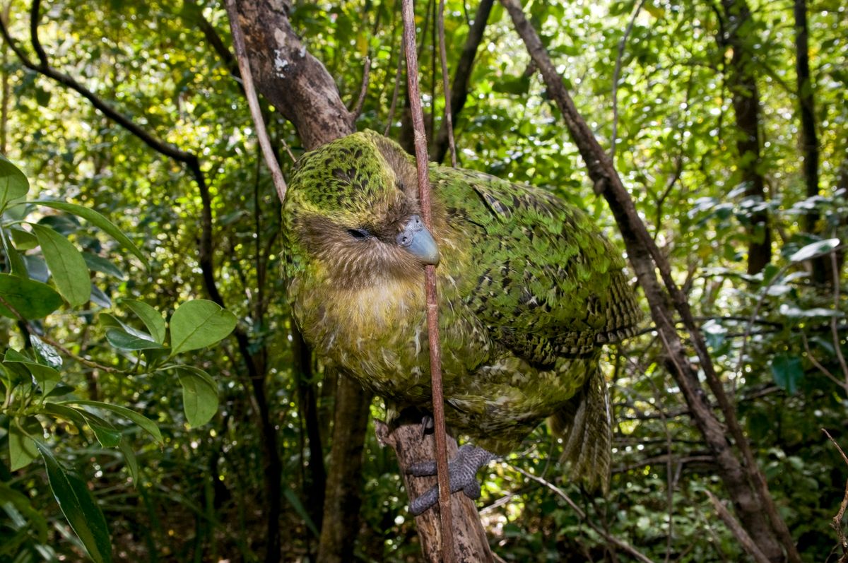 KAKAPO