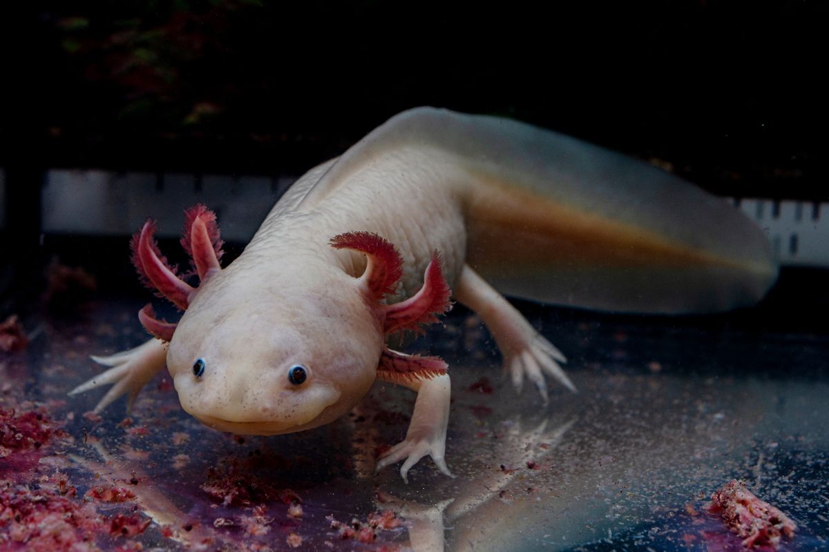 Mexican,Ambystoma.,Feeding,A,Pink,Axolotl.