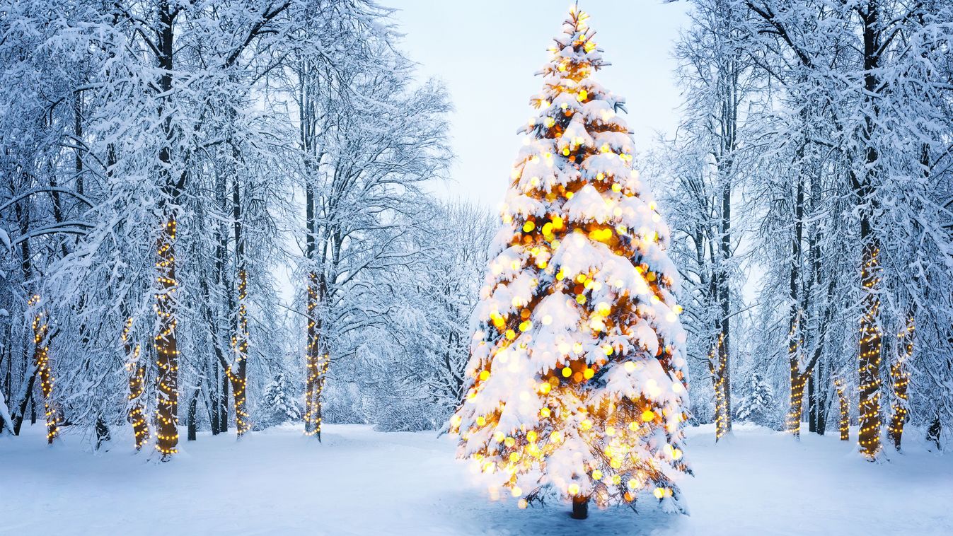 Christmas,Fir,Tree,In,Winter,Forest,,Scene,With,Sunlight.,Christmas