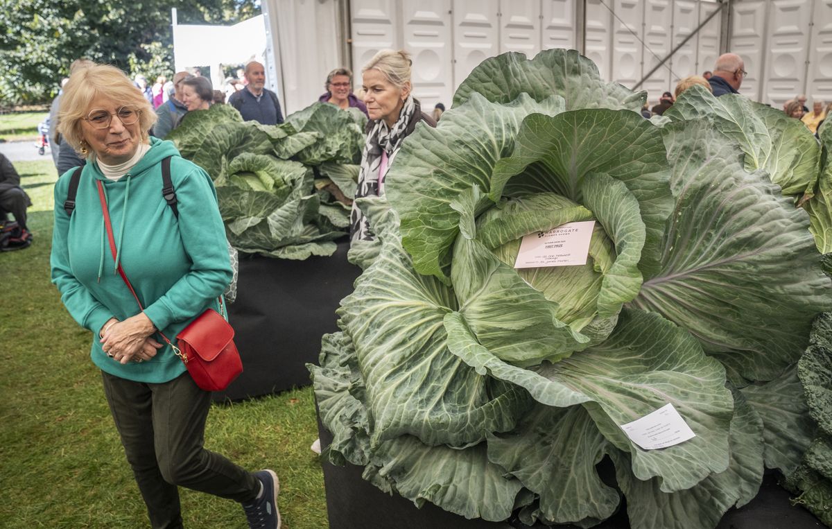 Harrogate Autumn Flower Show