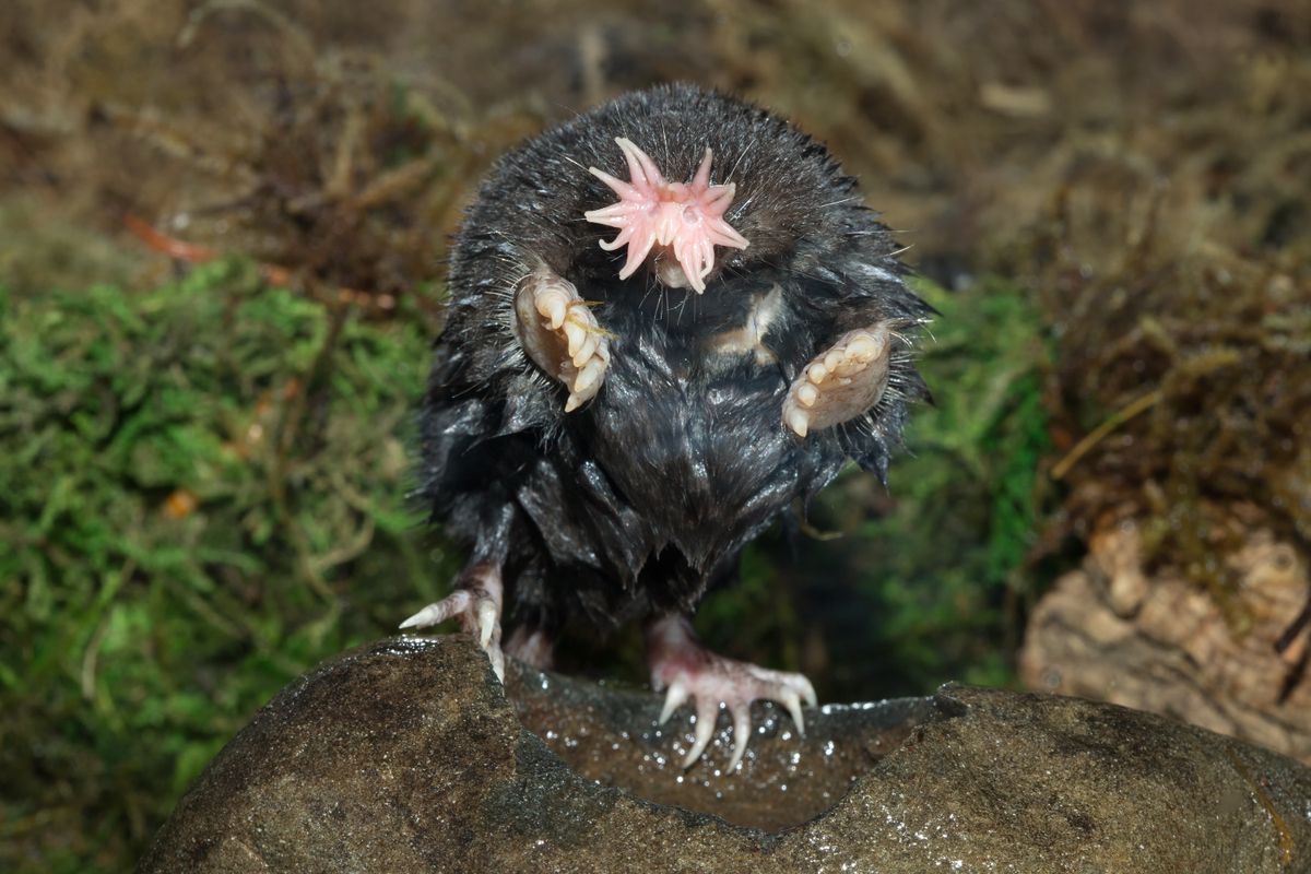 Star-nosed,Mole,In,Minnesota,Agnieszka,Bacal.