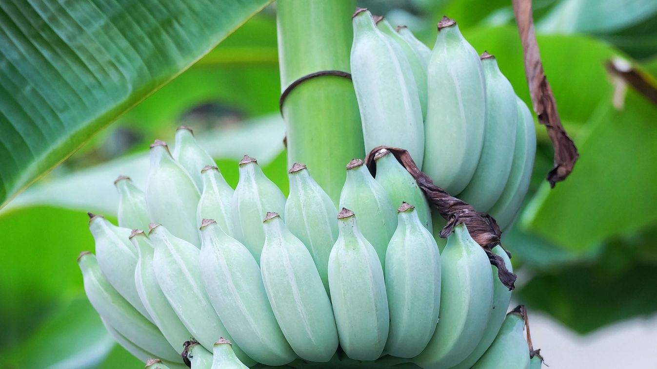 Raw,Bananas,From,The,Field.