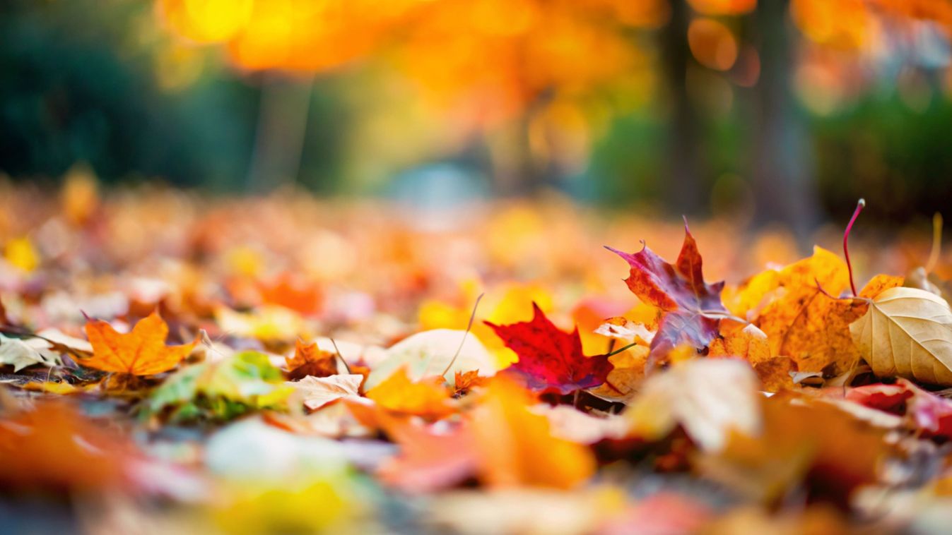 A,Close-up,Of,Autumn,Leaves,Scattered,On,The,Ground,,Displaying