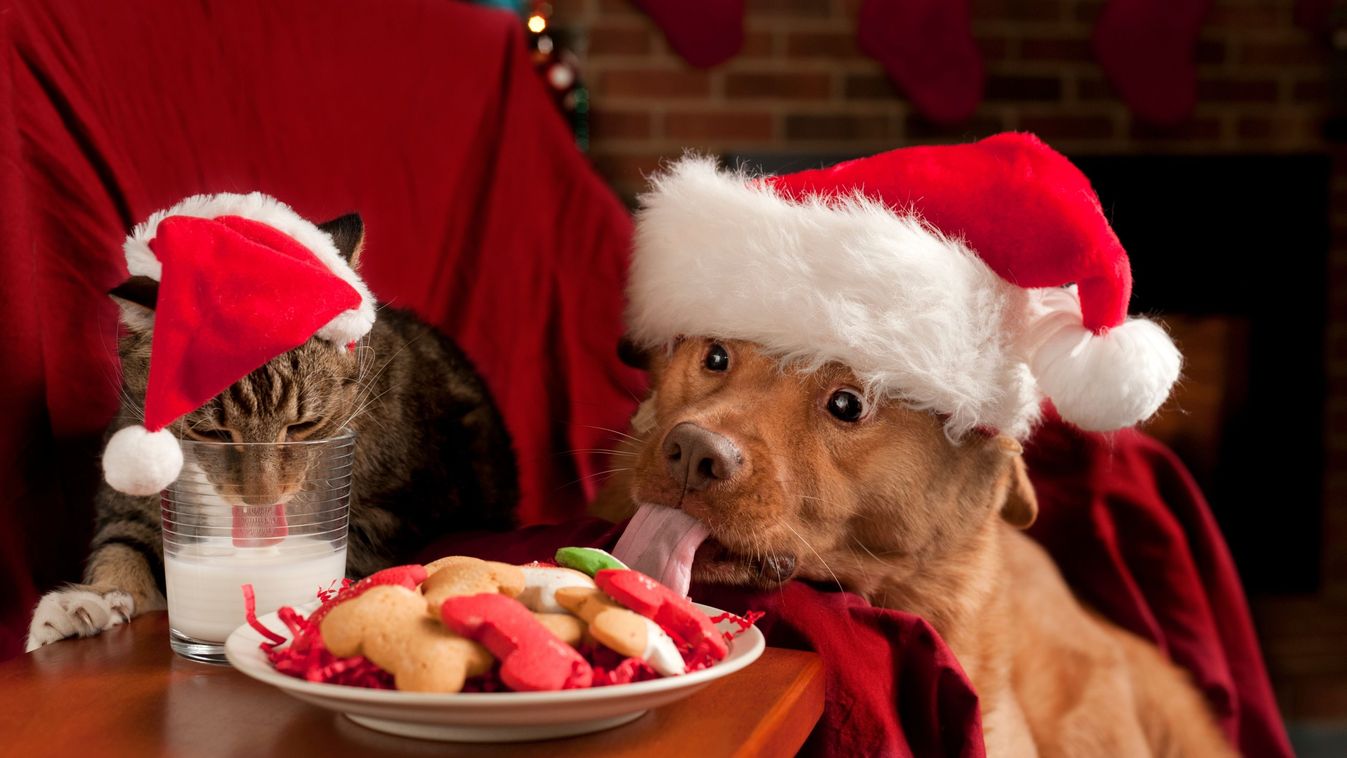 Cat,And,Dog,Eating,And,Drinking,Santa's,Cookies,And,Milk.