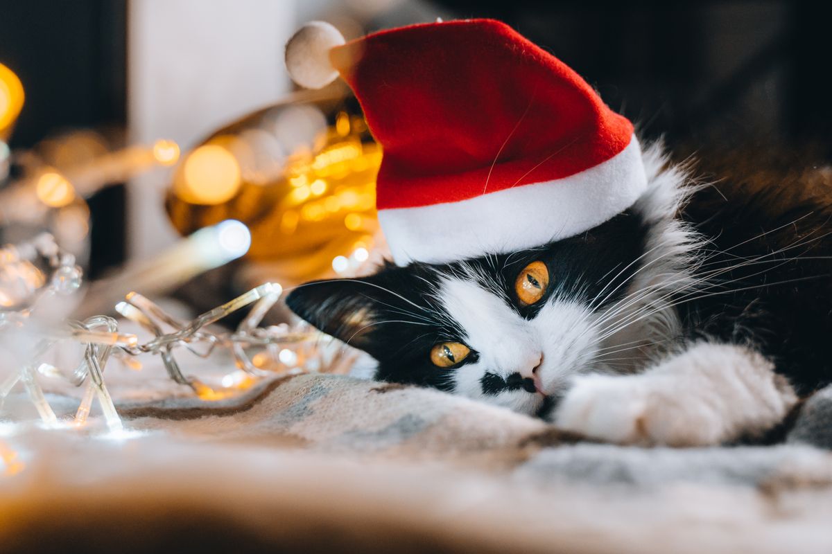 Black,Cute,Cat,In,Red,Hat,Looking,At,Camera,Cozy