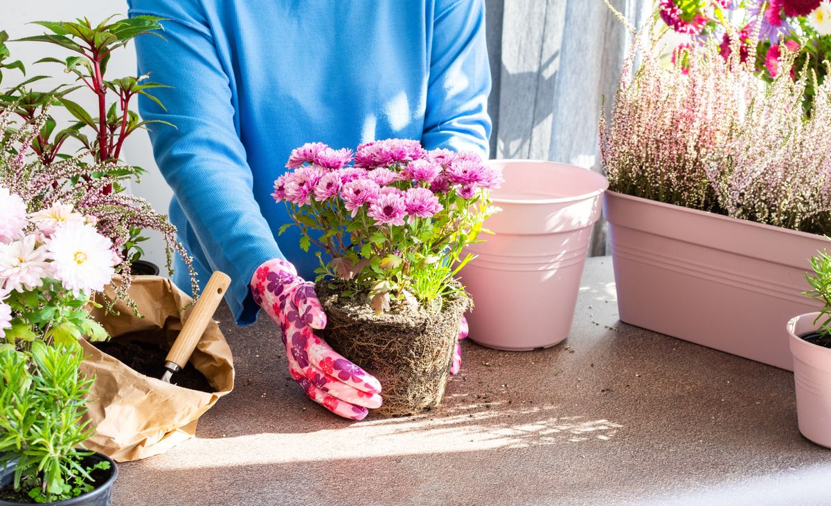 A,Woman,Is,Transplanting,Chrysanthemums,Into,A,Pot,,Planting,Autumn