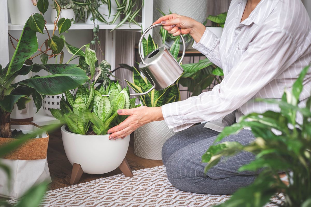 A,Young,Woman,Is,Watering,And,Caring,For,A,Houseplant