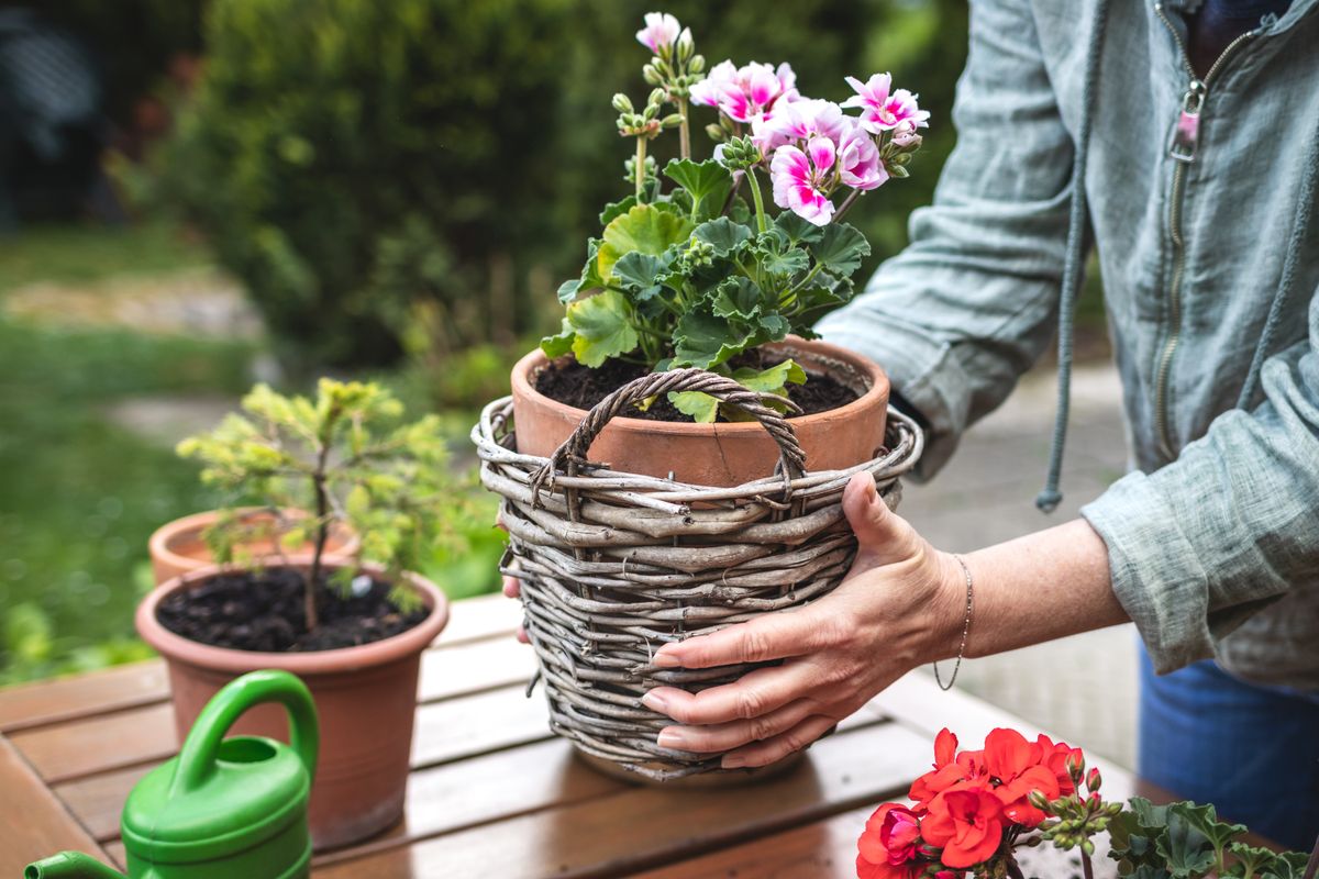 Florist,Arranging,Flower,Pot,With,Geranium,Plant,In,Wicker,Basket.