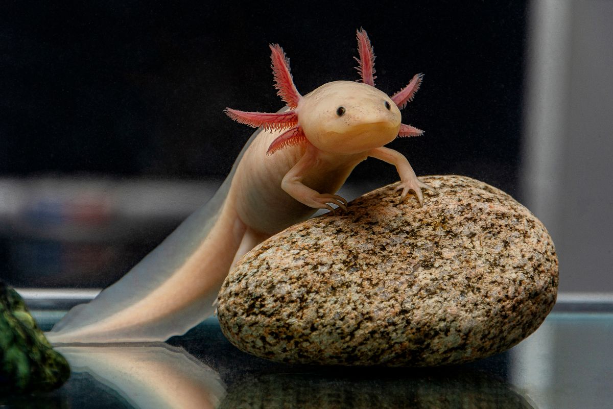 A,Cute,Axolotl,Poses,On,A,Stone