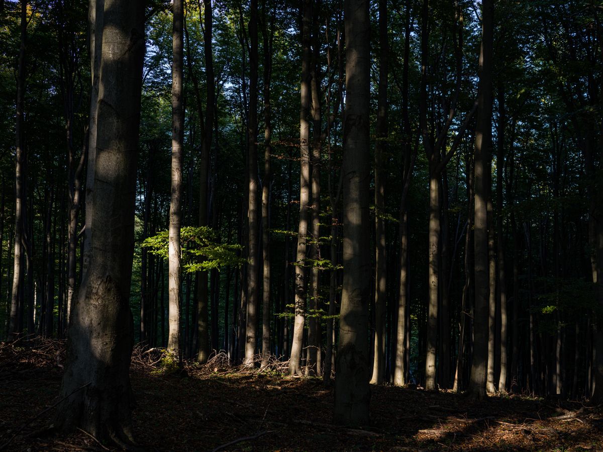 Autumn,Forest,In,Börzsöny,Mountains