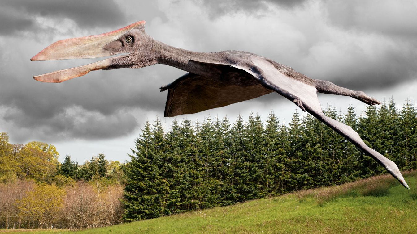 Pterodactyl,Is,The,Common,Term,For,The,Winged,Reptiles,Dinosaurs,