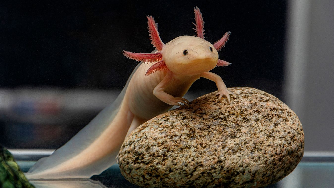 A,Cute,Axolotl,Poses,On,A,Stone