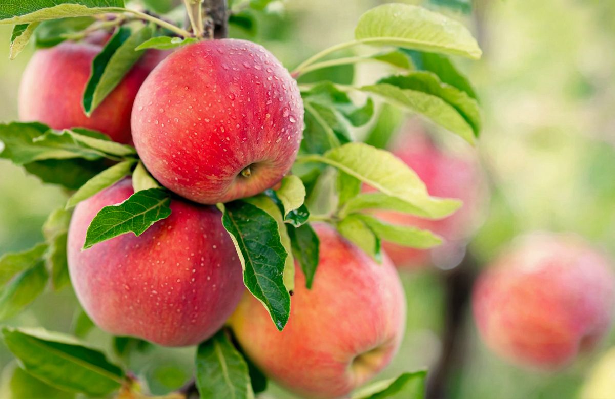 Cluster,Of,Ripe,,Red,Apples,Hanging,From,A,Tree,Branch