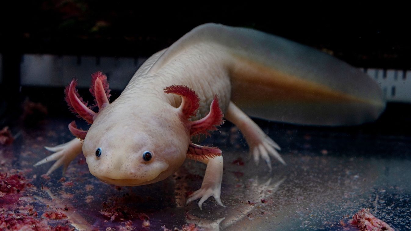 Mexican,Ambystoma.,Feeding,A,Pink,Axolotl.