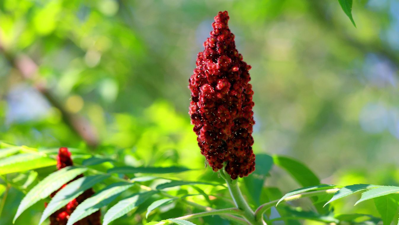 szömörce, sumac