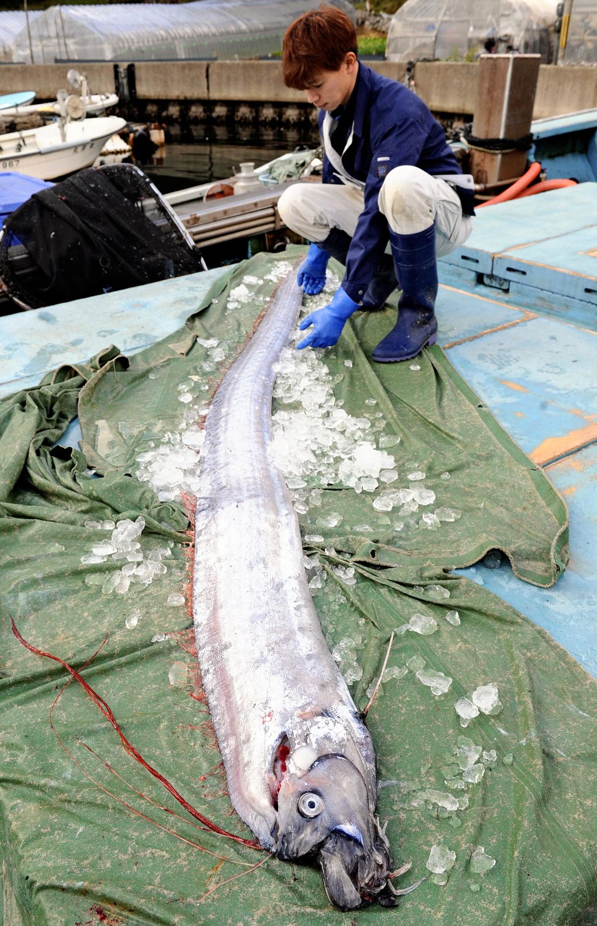 Oarfish, szíjhal, 2019 Japán, mélytengeri lény